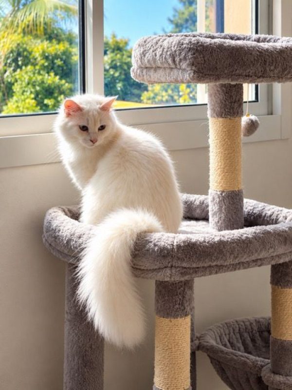 LOLITA - Chat à adopter