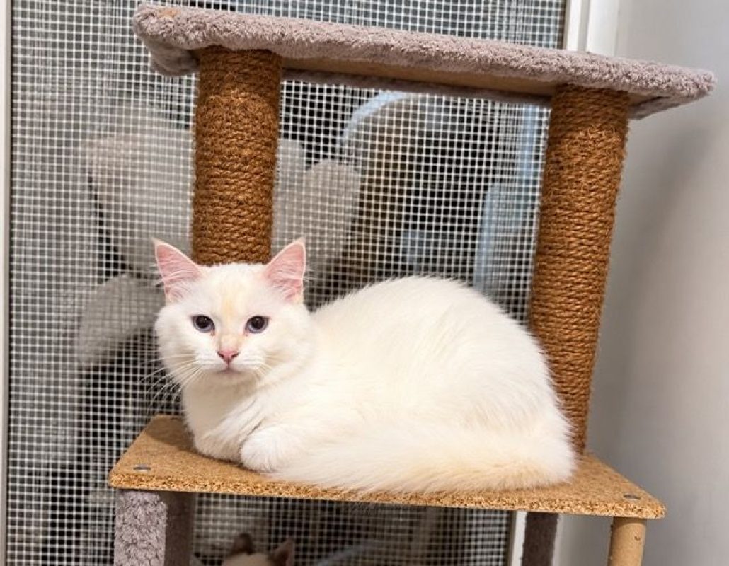 LOLITA - Chat à adopter - photo 5