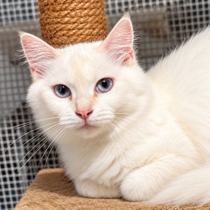 LOLITA - Chat à adopter - photo 2
