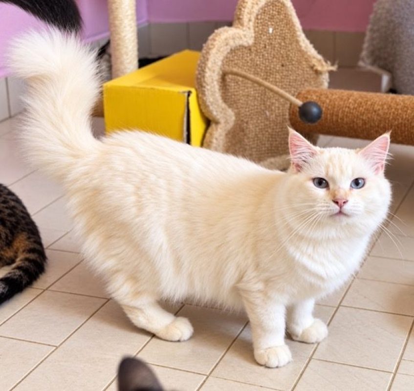 LOLITA - Chat à adopter - photo 4