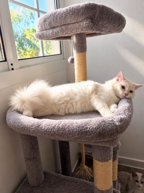 LOLITA - Chat à adopter - photo 6