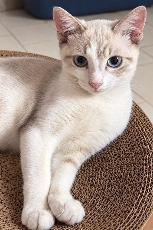 ORION - Chat à adopter - photo 4