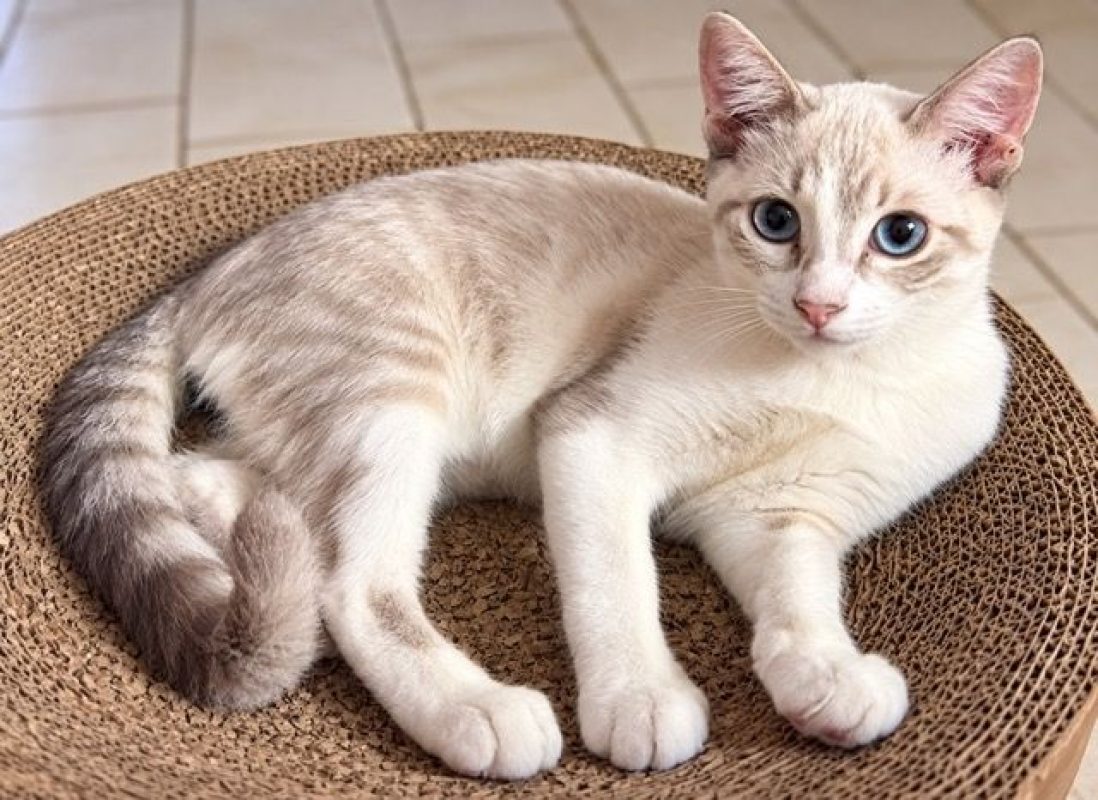 ORION - Chat à adopter - photo 3