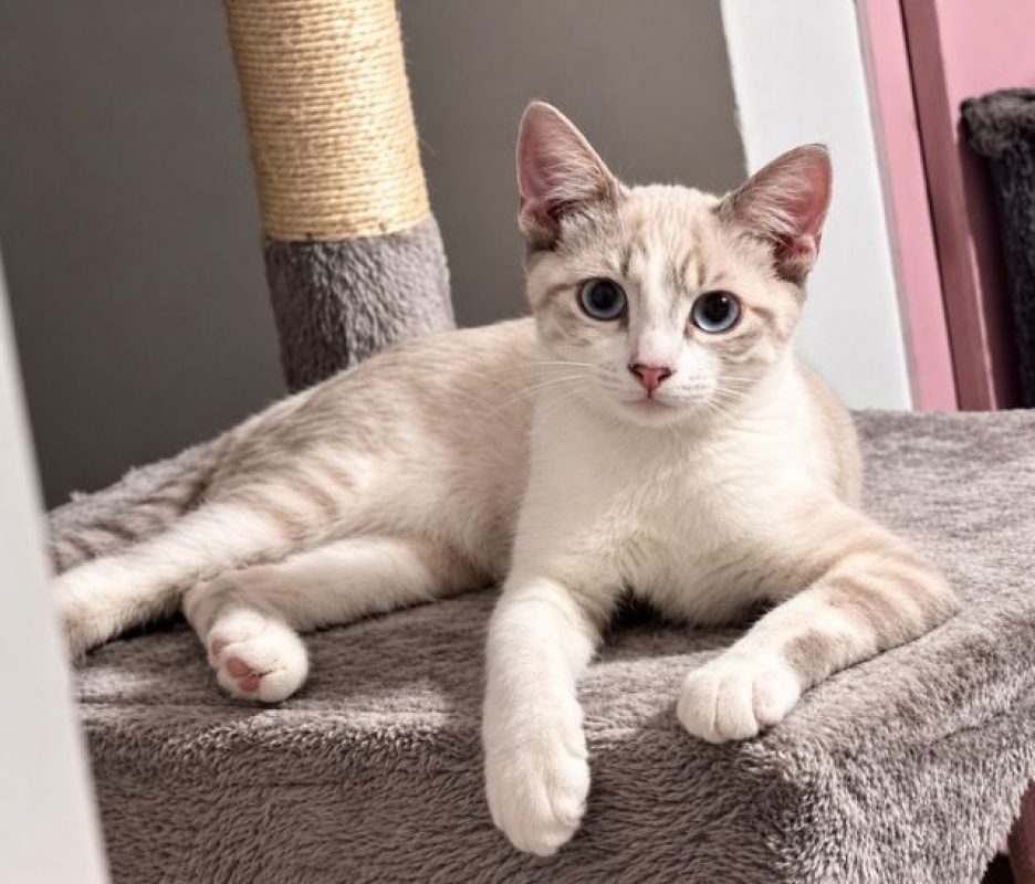 ORION - Chat à adopter