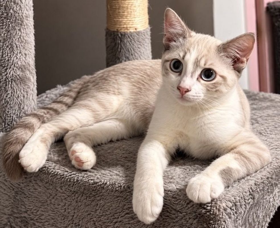 ORION - Chat à adopter - photo 6