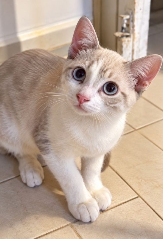 ORION - Chat à adopter - photo 7