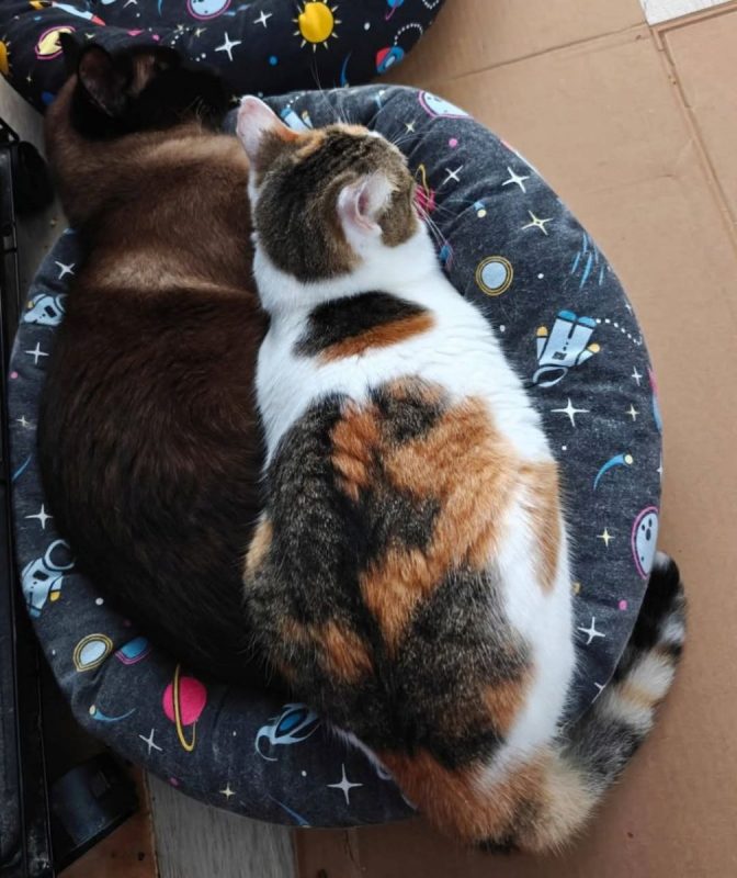 Coke et Ron - Chat à adopter - photo 6