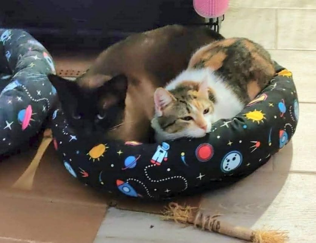 Coke et Ron - Chat à adopter - photo 2