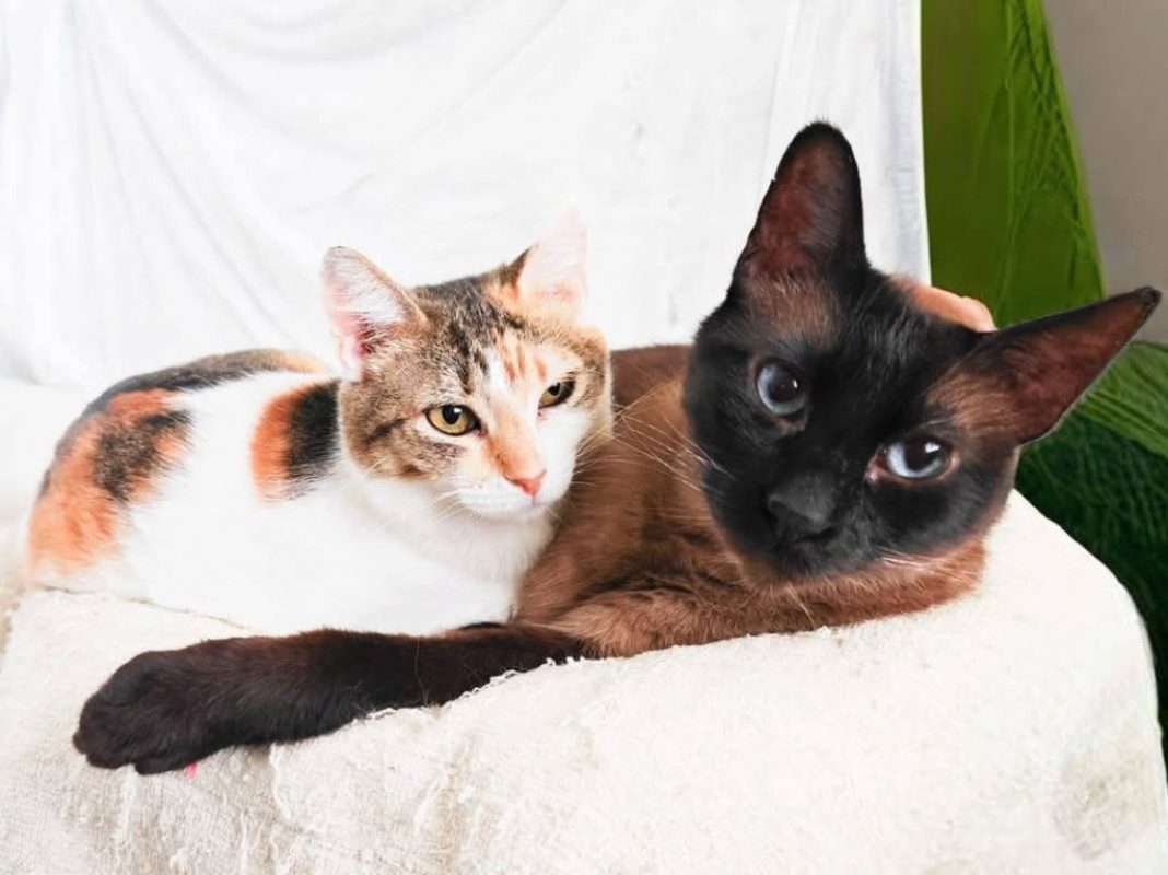 Coke et Ron - Chat à adopter - photo 5