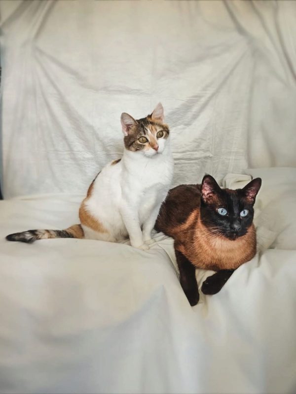 Coke et Ron - Chat à adopter