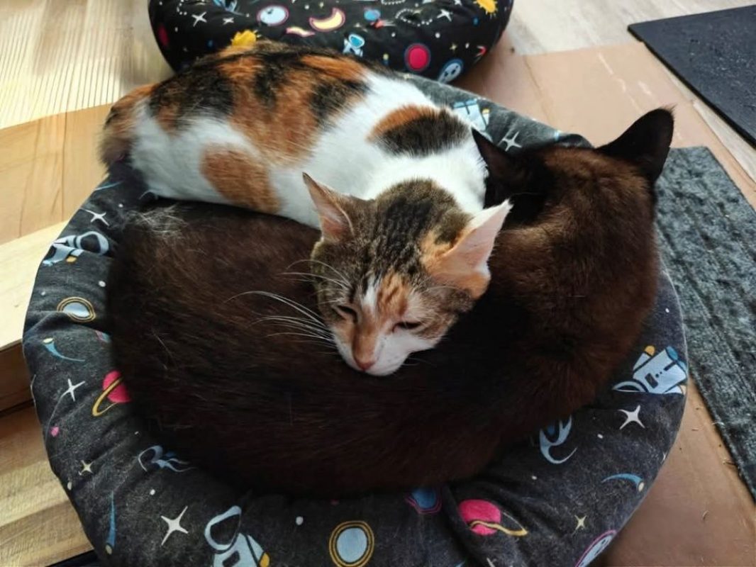 Coke et Ron - Chat à adopter - photo 3