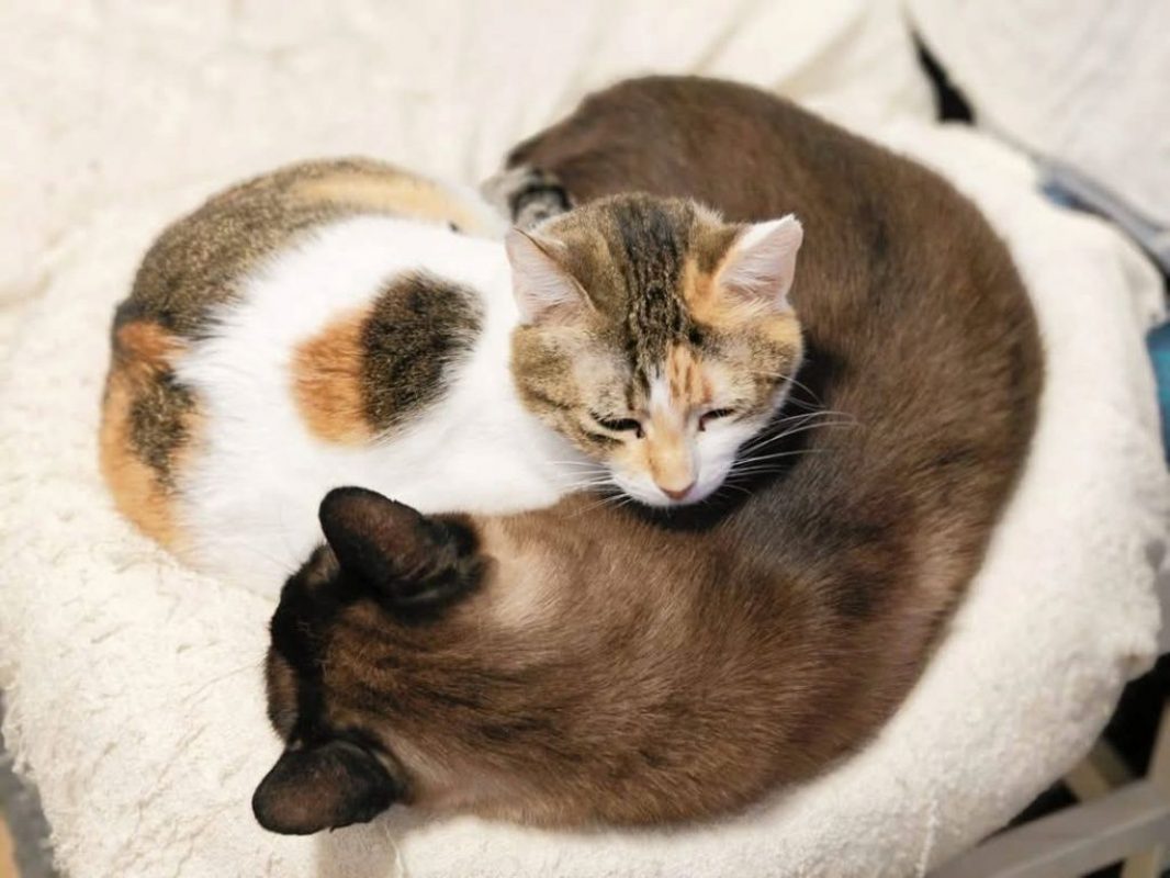 Coke et Ron - Chat à adopter - photo 4