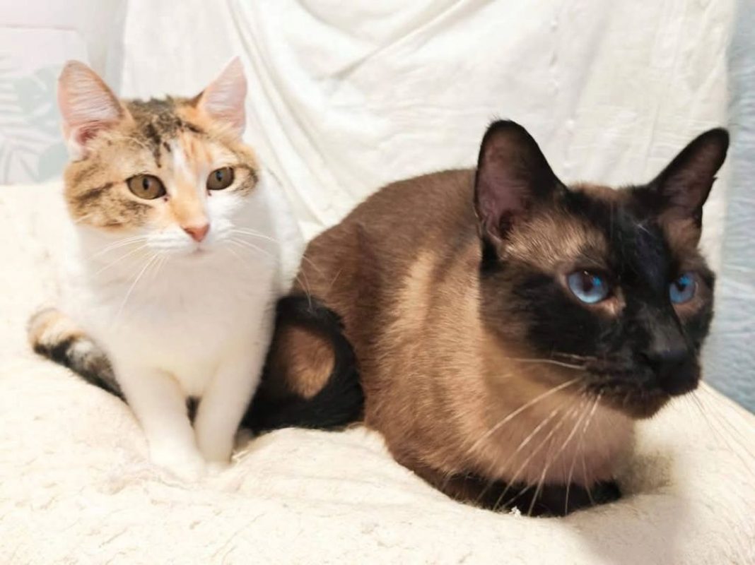 Coke et Ron - Chat à adopter - photo 7
