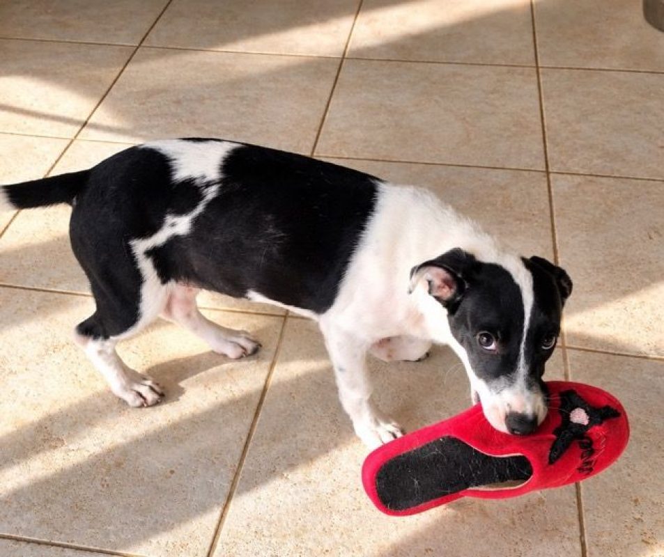 QUEENY - Chien à adopter - photo 6