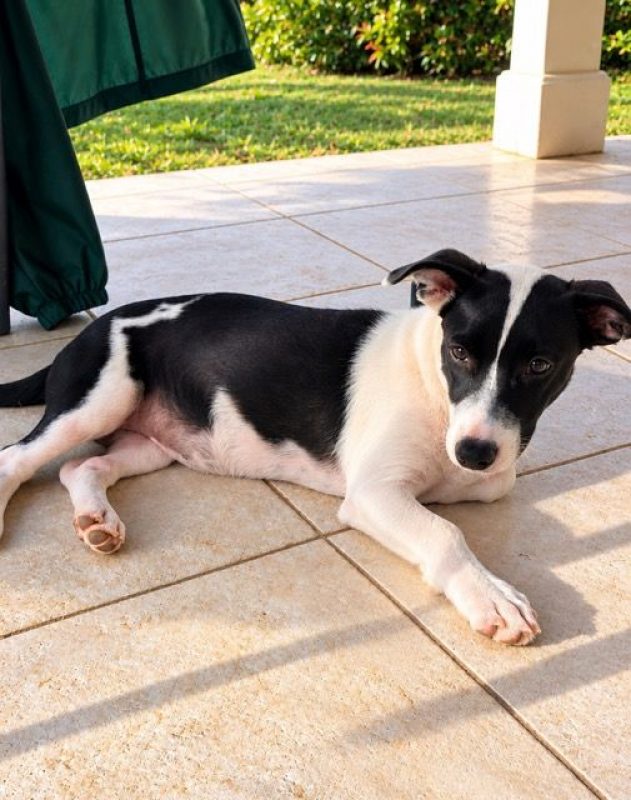 QUEENY - Chien à adopter - photo 2