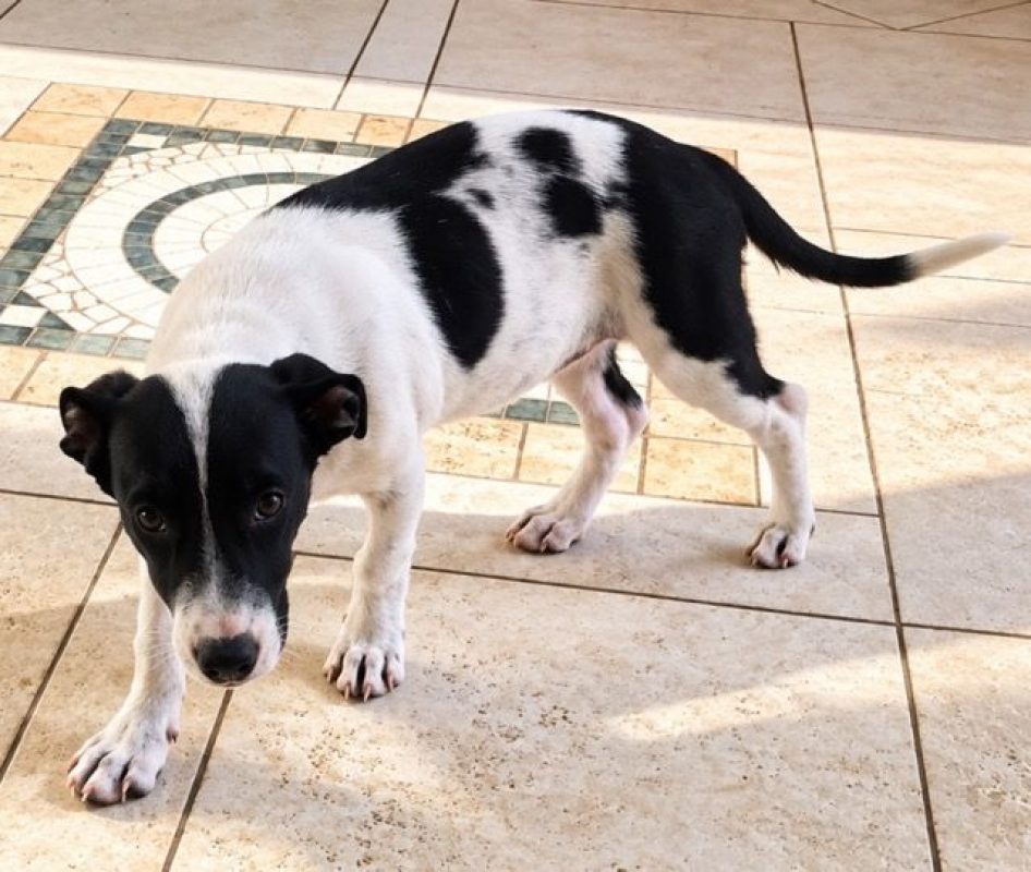 QUEENY - Chien à adopter - photo 3