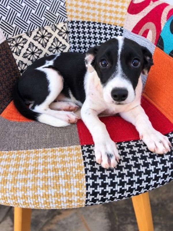 QUEENY - Chien à adopter - photo 4