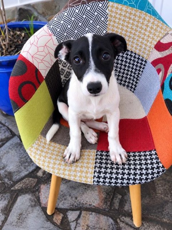 QUEENY - Chien à adopter - photo 5