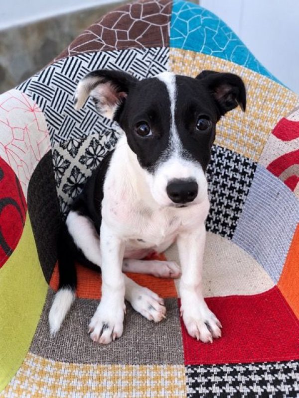 QUEENY - Chien à adopter