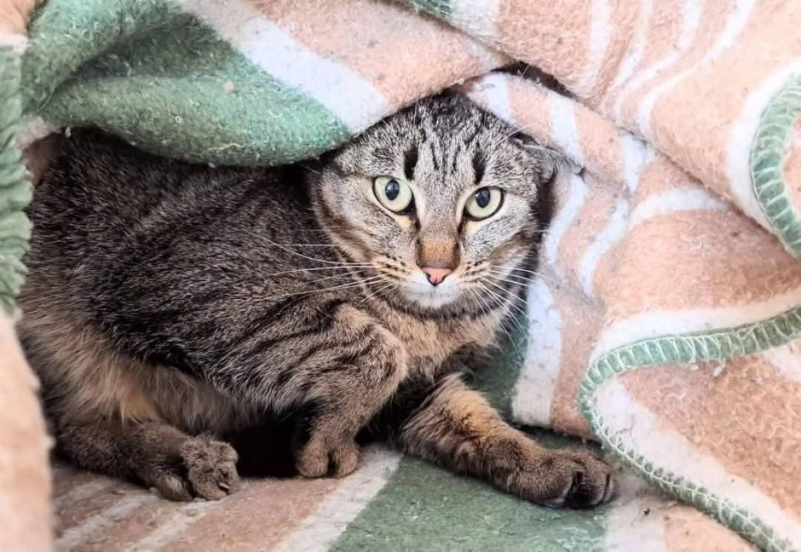 Reisy - Chat à adopter - photo 2