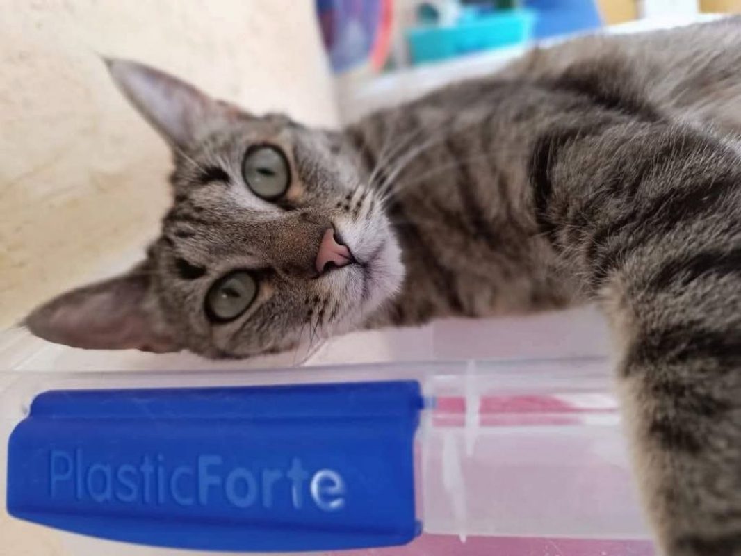 Reisy - Chat à adopter - photo 4