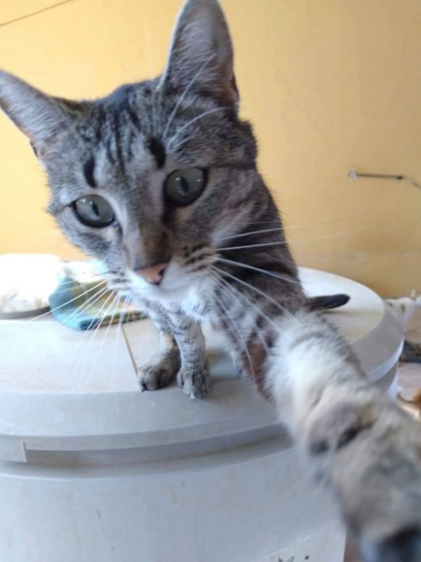 Reisy - Chat à adopter - photo 3