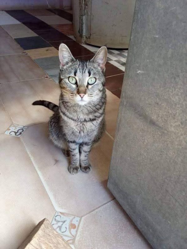 Reisy - Chat à adopter