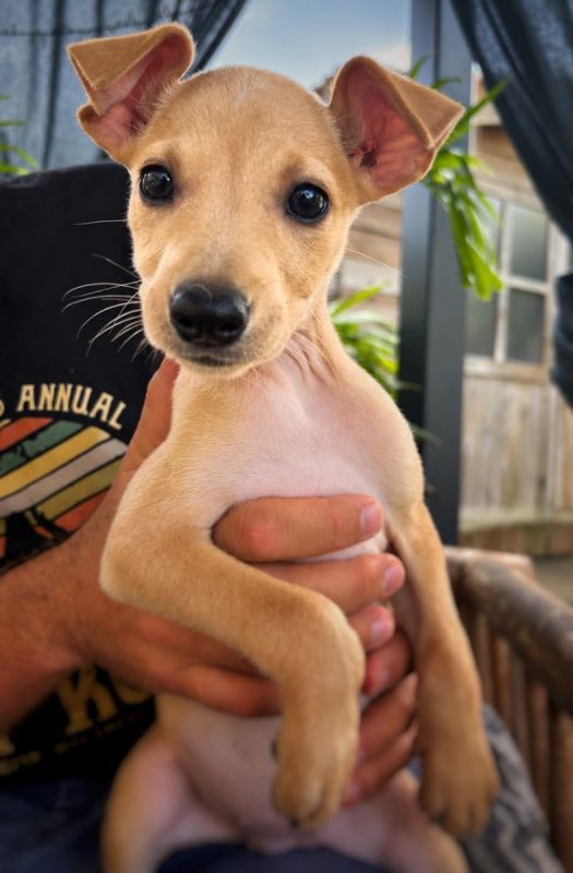 SANDSA - Chien à adopter - photo 4