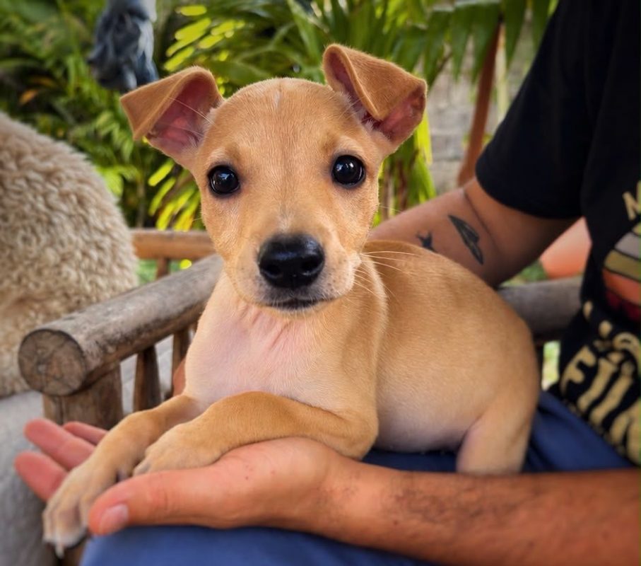 SANDSA - Chien à adopter
