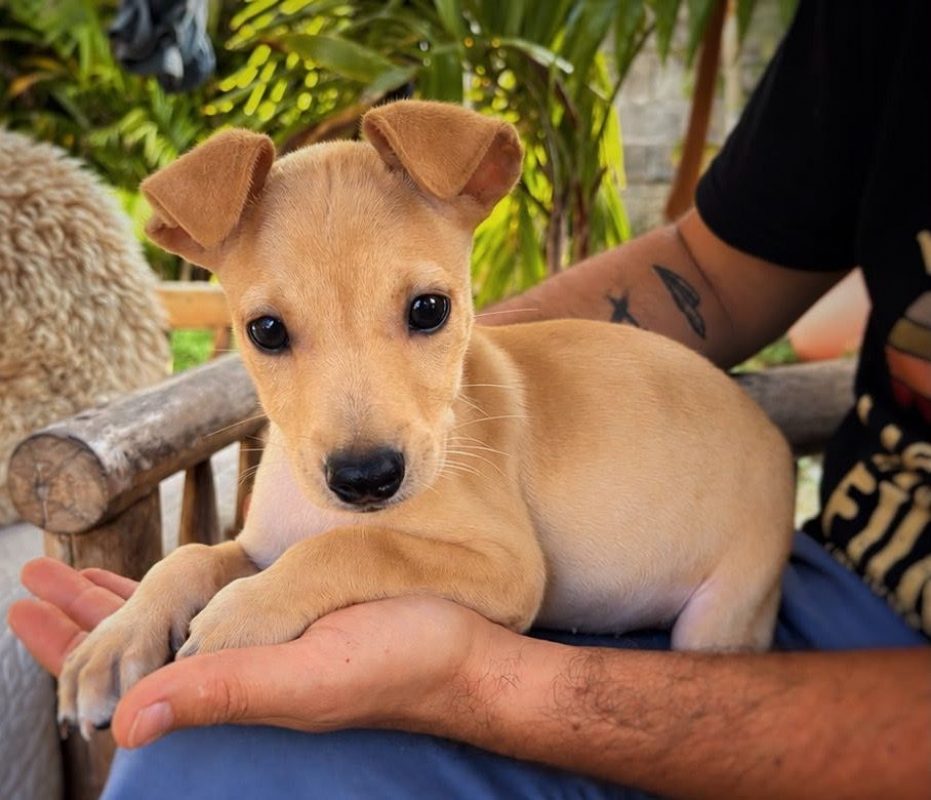 SANDSA - Chien à adopter - photo 3