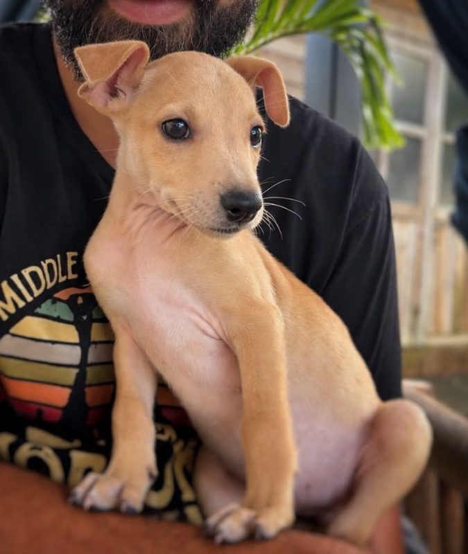 SANDSA - Chien à adopter - photo 2