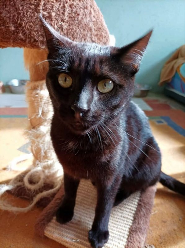 Selma - Chat à adopter