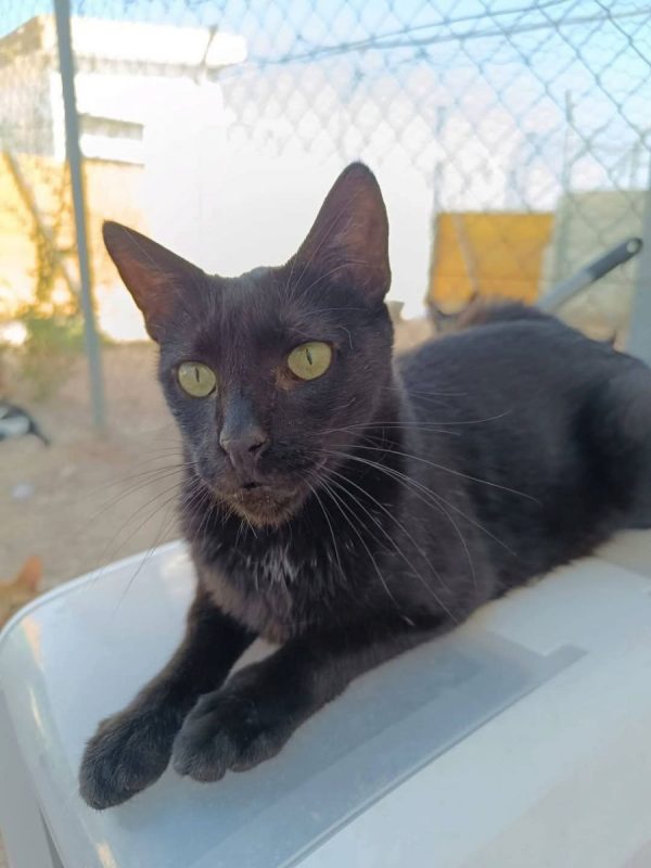 Selma - Chat à adopter - photo 3