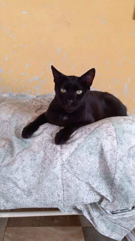 Selma - Chat à adopter - photo 2