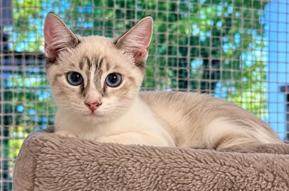 SIRIUS - Chat à adopter