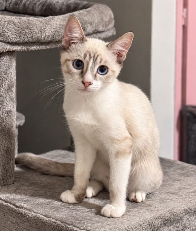 SIRIUS - Chat à adopter - photo 2