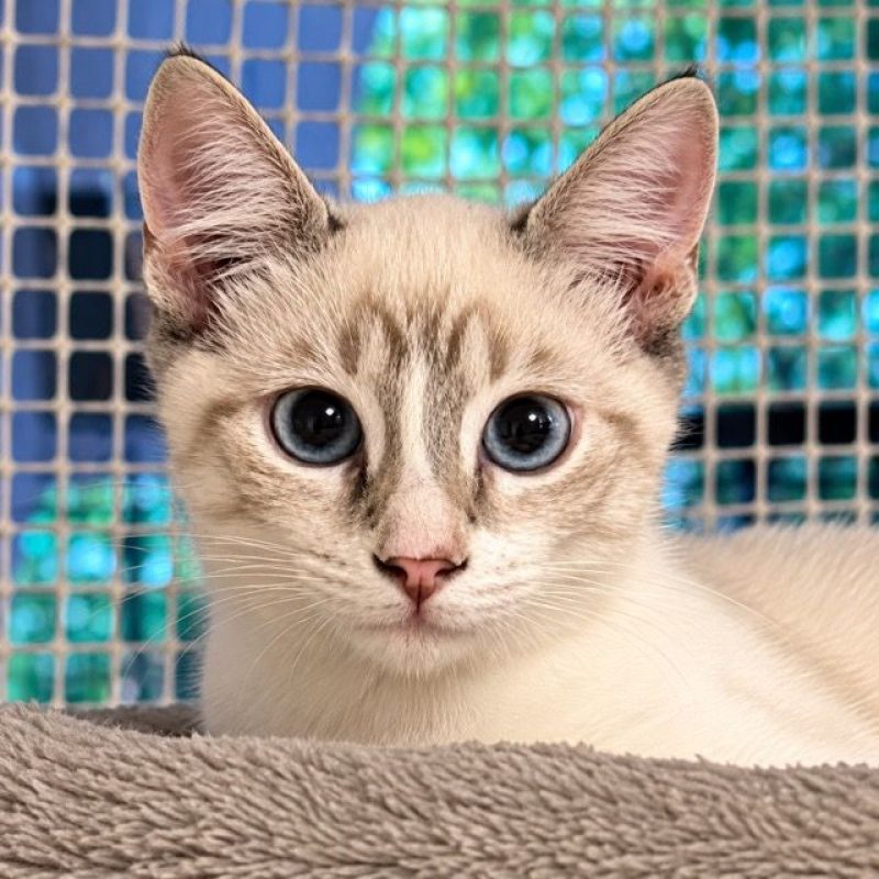 SIRIUS - Chat à adopter - photo 4