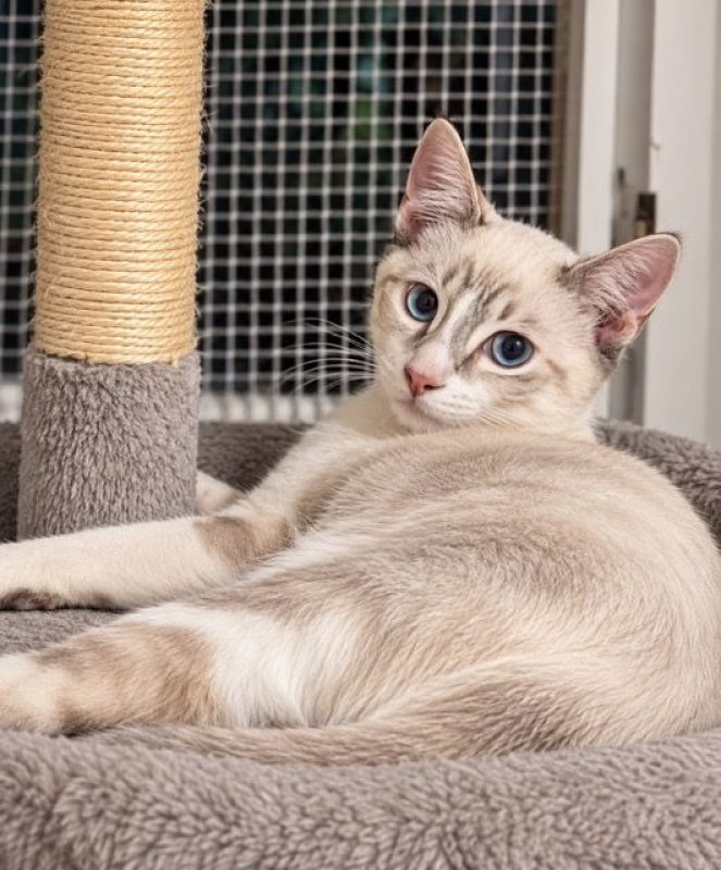 SIRIUS - Chat à adopter - photo 3