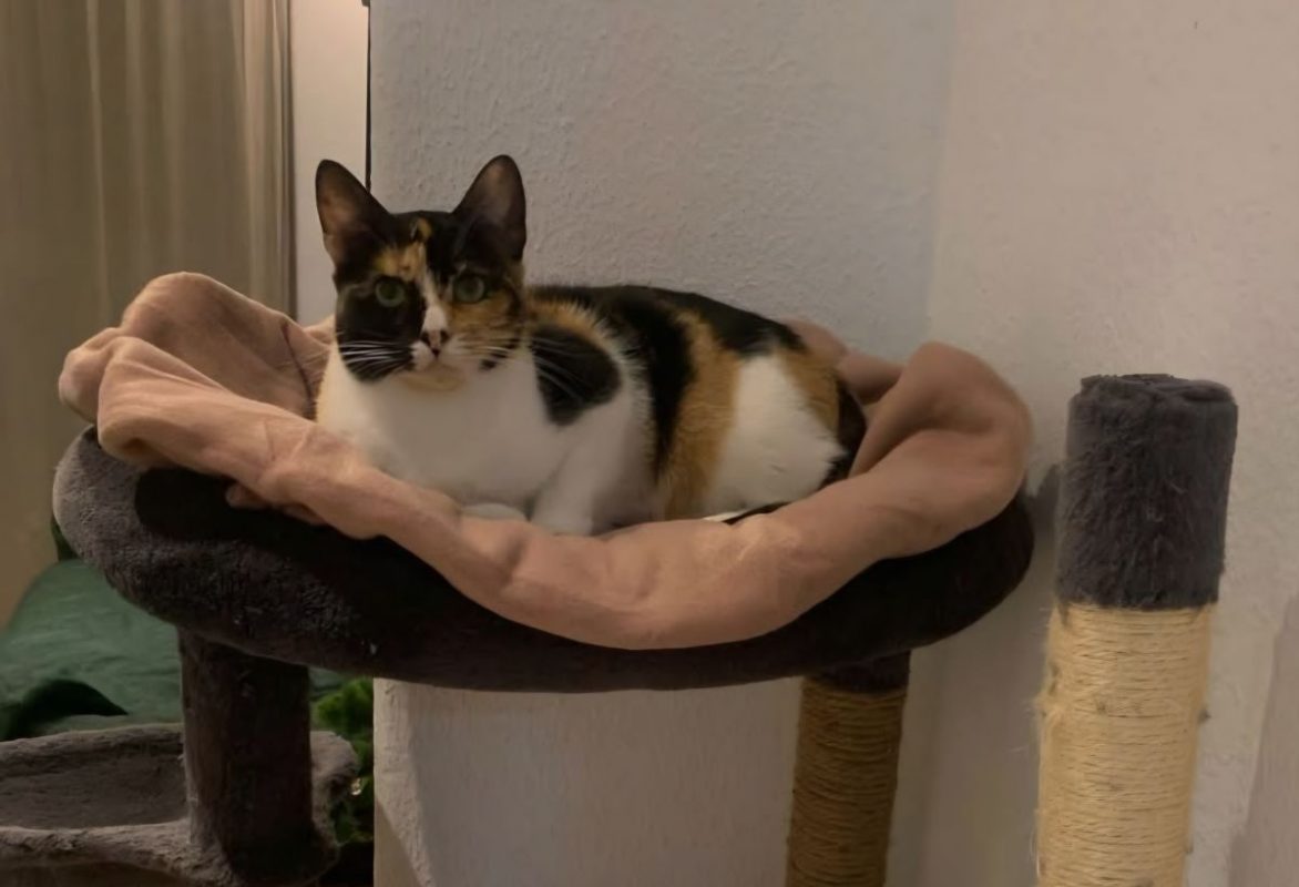 Tortilla - Chat à adopter
