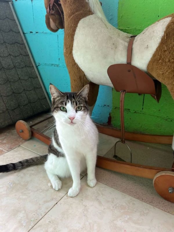 Gretel - Chat à adopter - photo 2