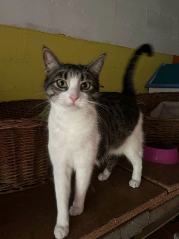 Gretel - Chat à adopter