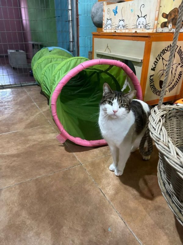 Gretel - Chat à adopter - photo 3