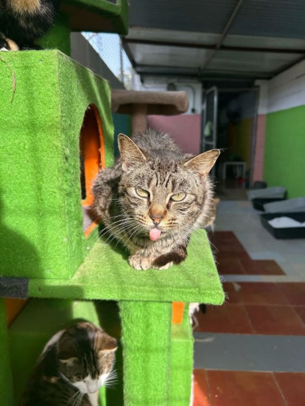 Luna (tigrée) - Chat à adopter - photo 5
