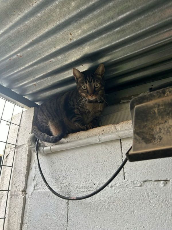Luna (tigrée) - Chat à adopter - photo 3
