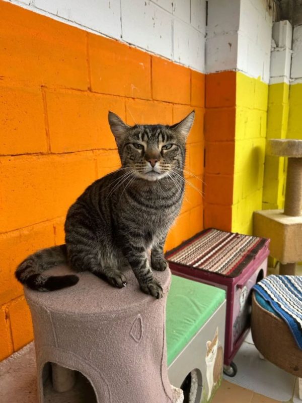Luna (tigrée) - Chat à adopter