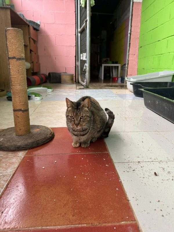 Luna (tigrée) - Chat à adopter - photo 2