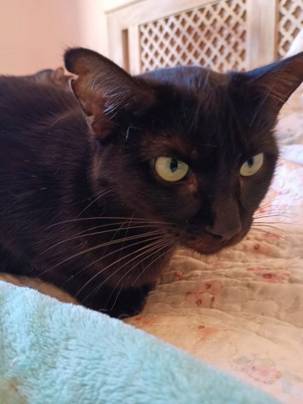 Agatha - Chat à adopter - photo 2