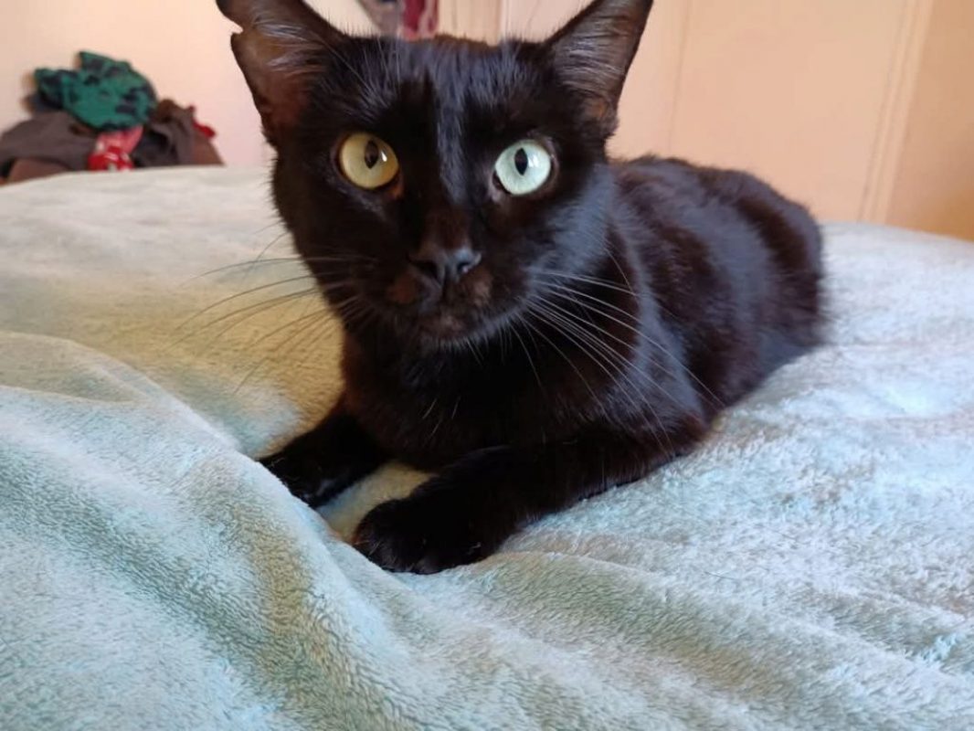 Agatha - Chat à adopter - photo 8