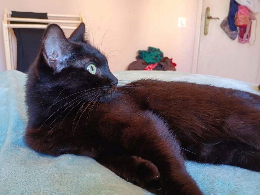 Agatha - Chat à adopter - photo 7