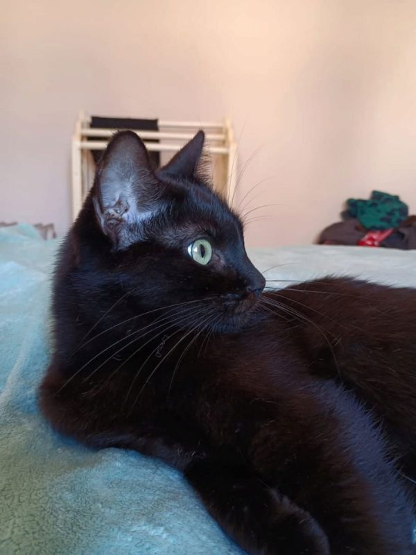 Agatha - Chat à adopter - photo 6